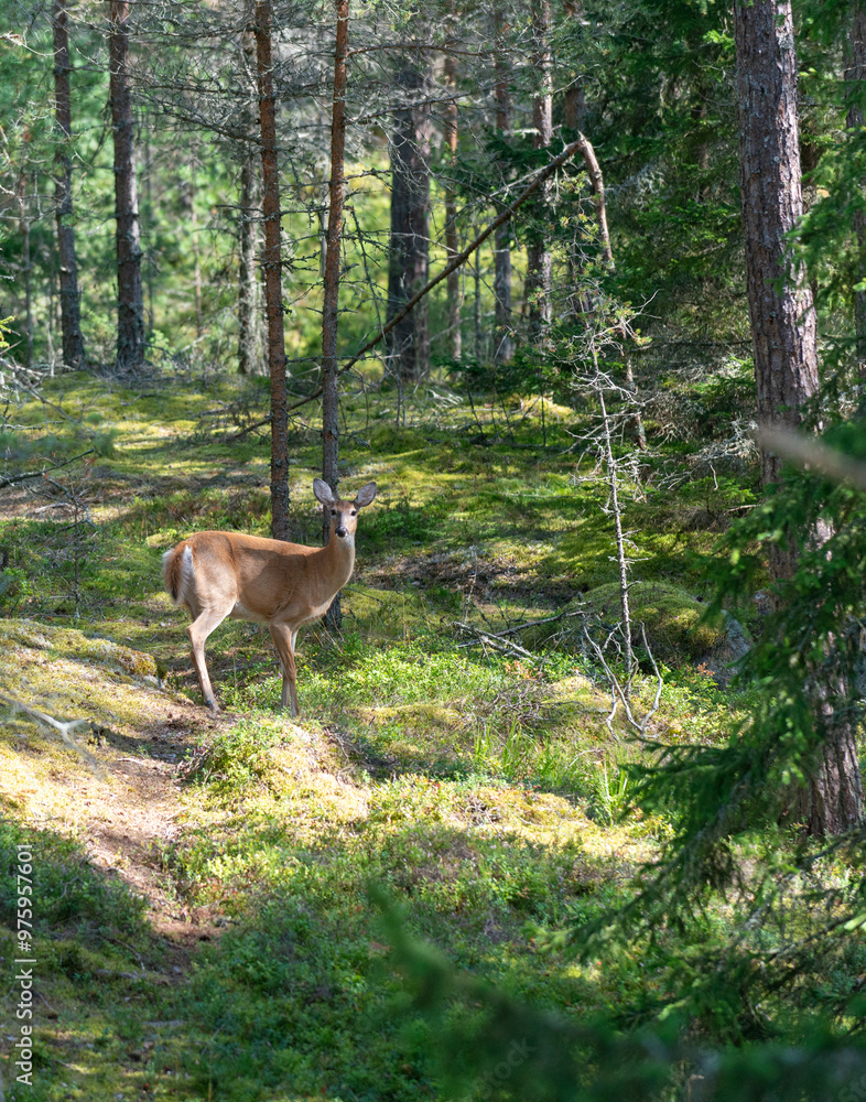 White-tailed deer in the forest staring, Odocoileus virginianus in the wild. White-tailed deer in the forest staring, Odocoileus virginianus in the wild.