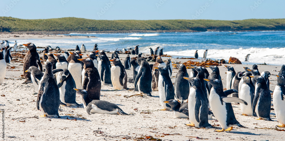 Obraz premium Gentoo Penguins Sea Lion Island The Falkland Islands