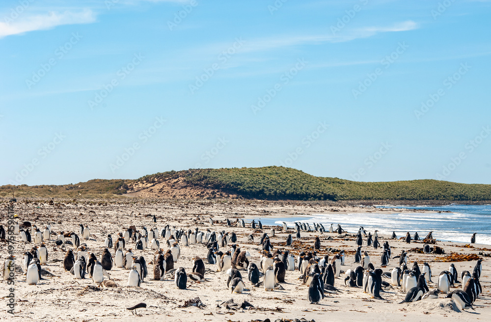 Obraz premium Gentoo Penguins Sea Lion Island The Falkland Islands