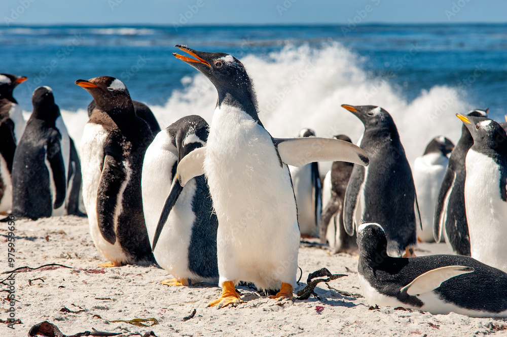 Obraz premium Gentoo Penguins Sea Lion Island The Falkland Islands