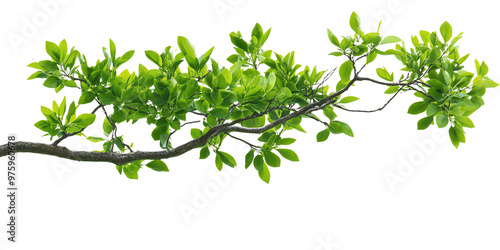 Detailed close-up of a green tree branch with fresh leaves, showcasing natural greenery and foliage.