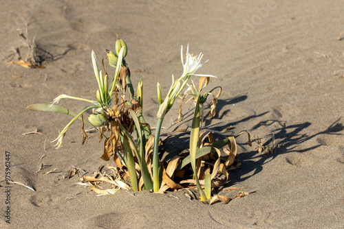 In the gentle embrace of autumn, Sea daffodils or sand lilies (Pancratium maritimum) burst into a breathtaking display in coastal landscapes, their vibrant white blooms swaying gracefully