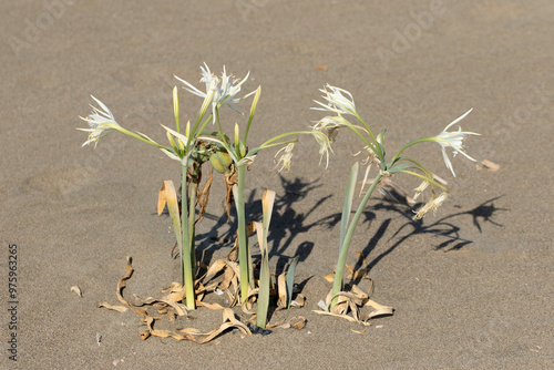 In the gentle embrace of autumn, Sea daffodils or sand lilies (Pancratium maritimum) burst into a breathtaking display in coastal landscapes, their vibrant white blooms swaying gracefully photo