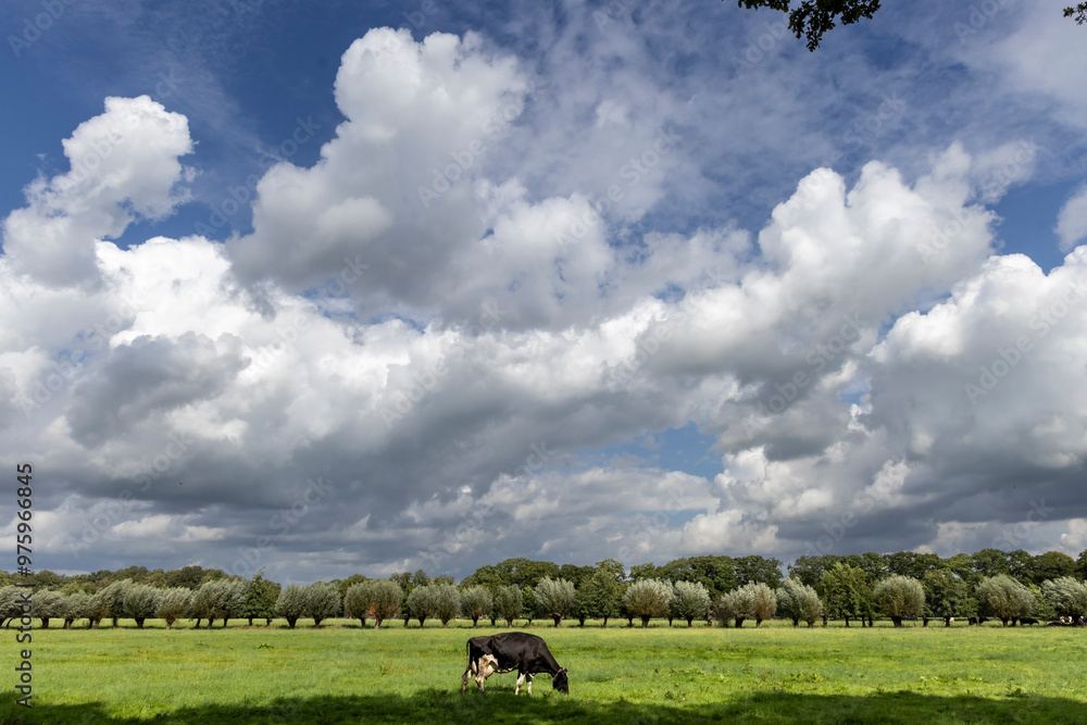 single cow on pasture in Woudenberg in the Netherlands