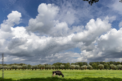 Obraz na płótnie single cow on pasture in Woudenberg in the Netherlands w salonie