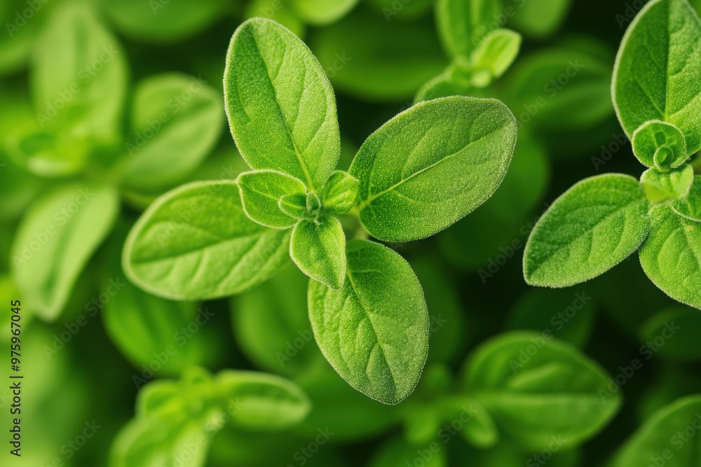 Close up macro shot of marjoram leaves. Culinary herb Close up macro shot of marjoram leaves. Culinary herb