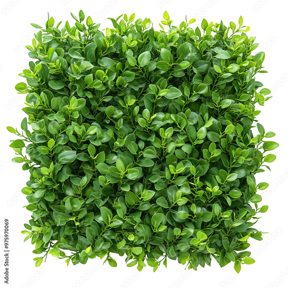 Obraz premium Square Shaped Green Bush. Transparent Bush. Bushes with alpha channel.