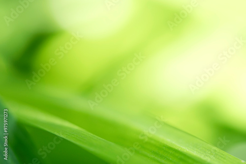 Closeup beautiful view of nature green leaf on greenery blurred background with sunlight and copy space. It is use for natural ecology summer background and fresh wallpaper concept.