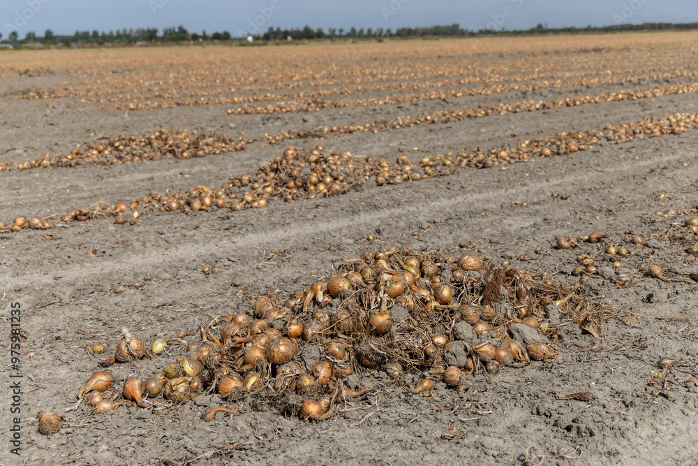 freshly harvested onions in the field