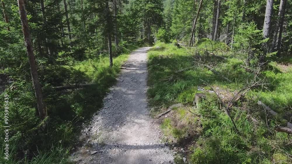 Forest Path Through a Dense Forest and Lush Greenery Forest Path Through a Dense Forest and Lush Greenery