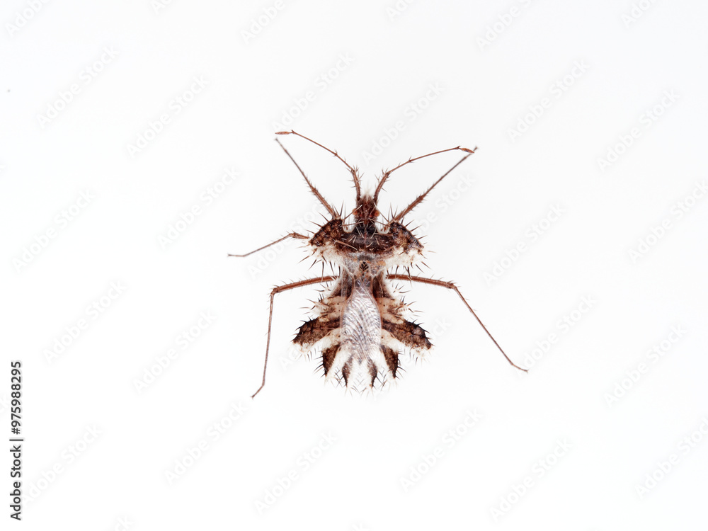 The golden egg bug in a white background. Phyllomorpha laciniata. The golden egg bug in a white background. Phyllomorpha laciniata.