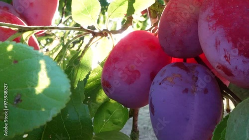 Harvesting ripe plums from a plum tree