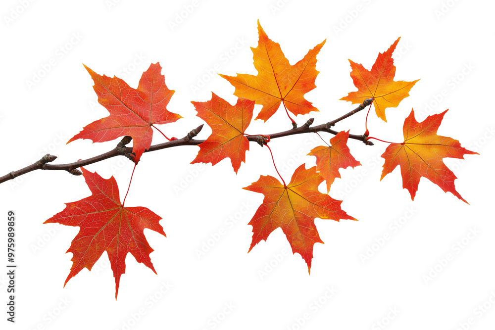 Autumn maple leaves on branch Autumn maple leaves on branch