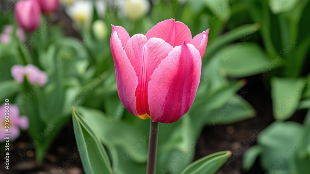 A vibrant pink tulip blooming in a garden, with green leaves and flowers in the background A vibrant pink tulip blooming in a garden, with green leaves and flowers in the background