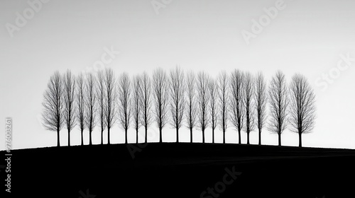A forest of tree silhouettes in black and white, their shadows blending into a simple, minimalist scene forest, shadow, minimalist silhouette