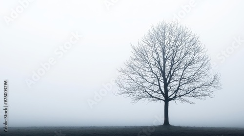 A simple, bare tree in silhouette, casting an elegant shadow on a foggy, flat plain bare tree, shadow, minimalist fog