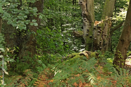 Uralte Hutebuche voller Baumpilze im Urwald Sababurg photo