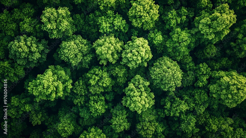 Aerial View of a Lush Green Forest Canopy Aerial View of a Lush Green Forest Canopy