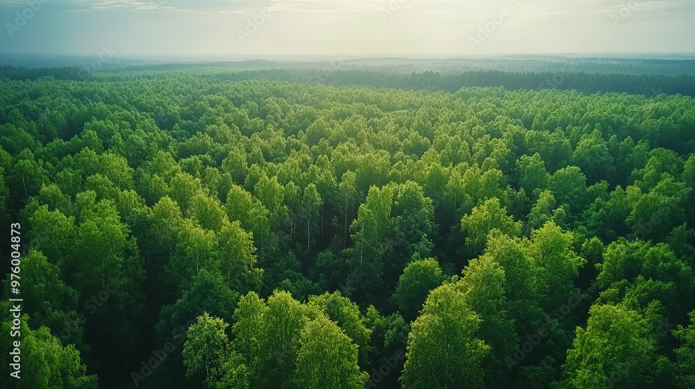 Aerial View of Lush Green Forest Canopy Aerial View of Lush Green Forest Canopy