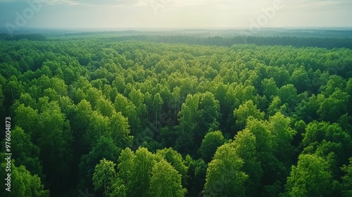 Aerial View of Lush Green Forest Canopy