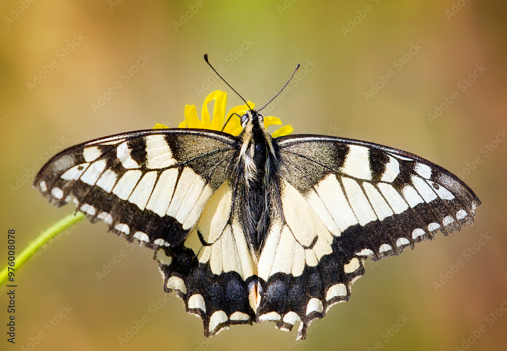 Old World Swallowtail Butterfly on Herføl in Hvaler, Norway Old World Swallowtail Butterfly on Herføl in Hvaler, Norway