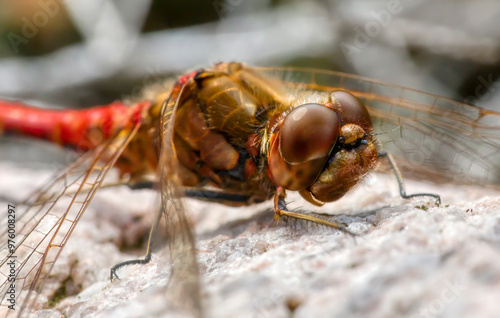 Close-Up of a Male Vagrant Darter (Sympetrum Vulgatum) Dragonfly Resting on a Rock photo