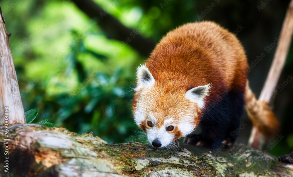 Naklejka premium Portrait of a Beautiful Red Panda