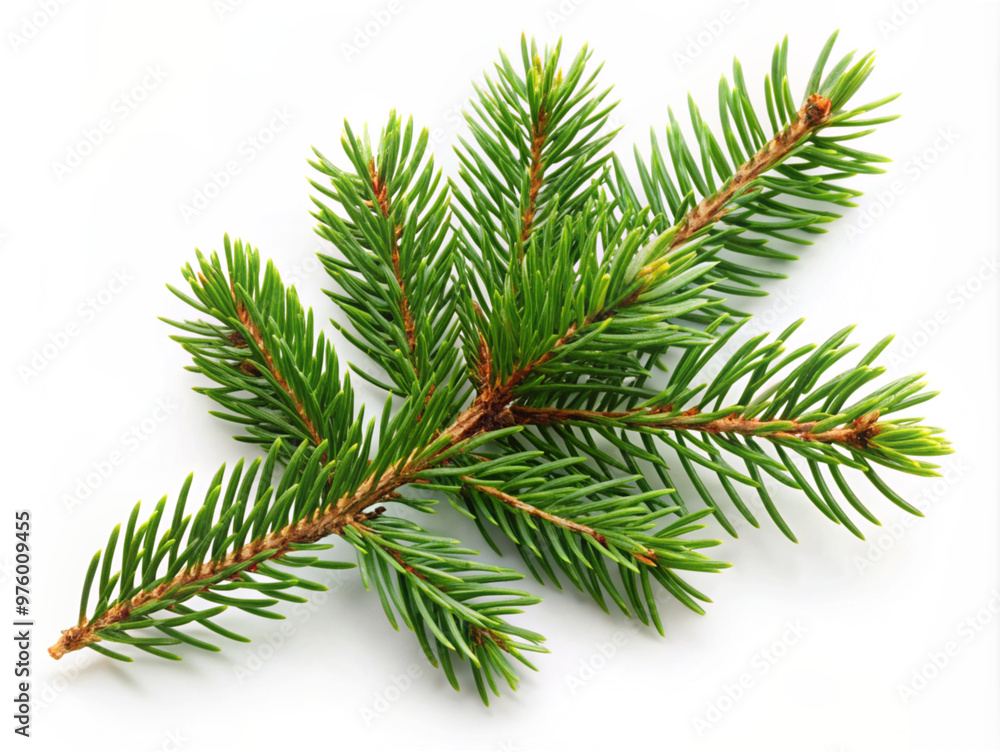Close-up Christmas tree branch on a white background. Close-up Christmas tree branch on a white background.