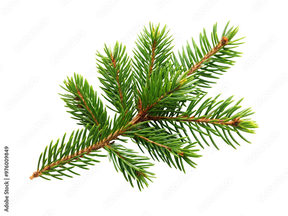 Naklejka premium Close-up Christmas tree branch on a transparent background. 