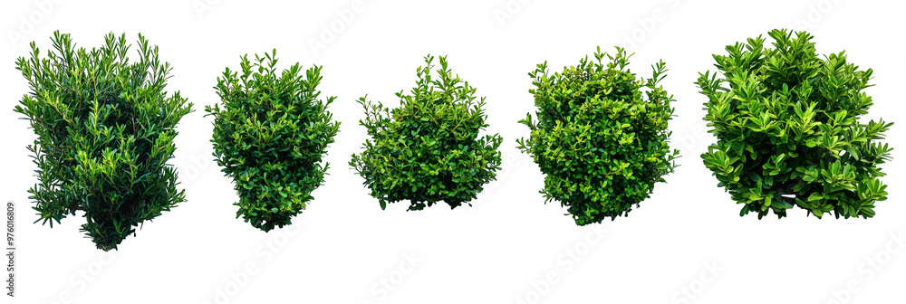 Green bushes, cut out. Green bushes, cut out.