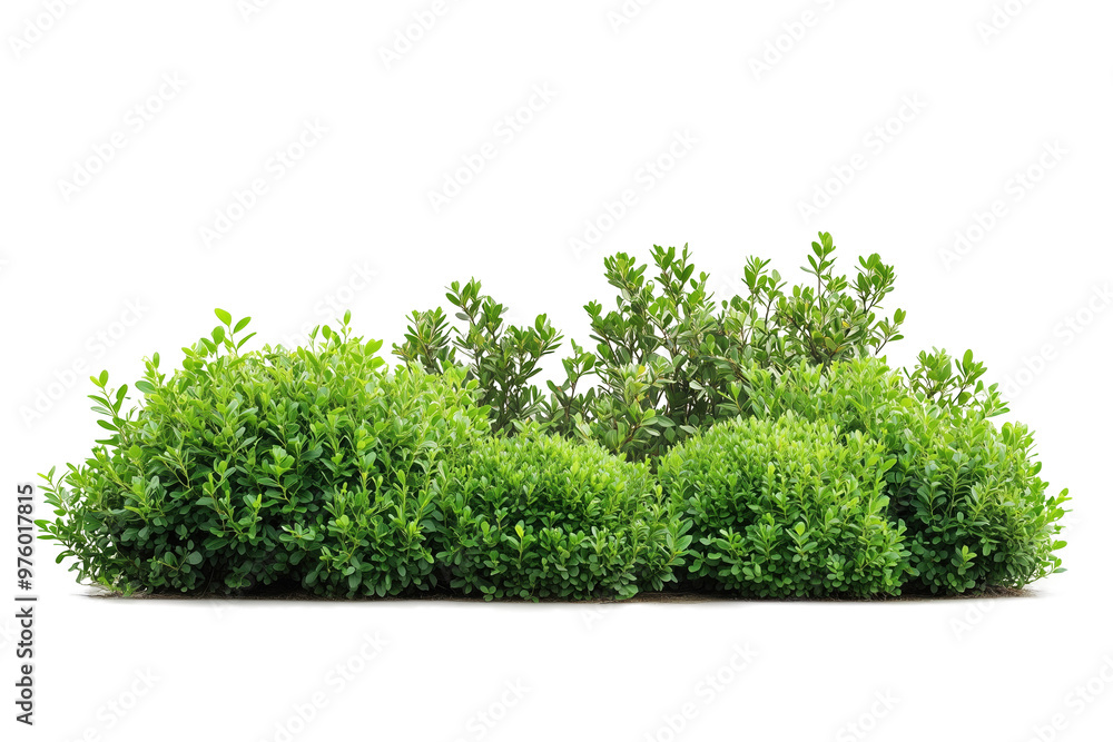 Fototapeta premium Green bushes, cut out.