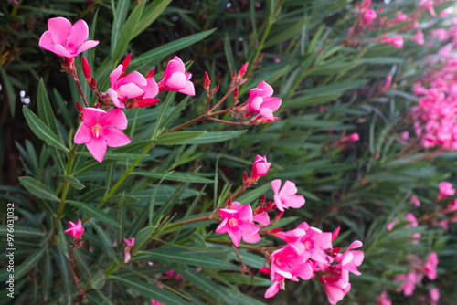 Oleander tree background with burgundy flowers, close-up. Blooming oleandr for publication, poster, calendar, post, screensaver, wallpaper, cover, website. High quality photo photo