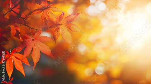 Close-up of vibrant red and orange maple leaves with sun shining through the branches in the background.