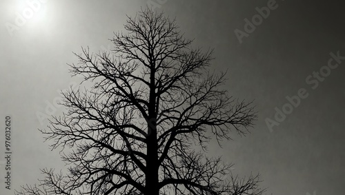 Black and white photograph of a tall tree silhouette against the sky.