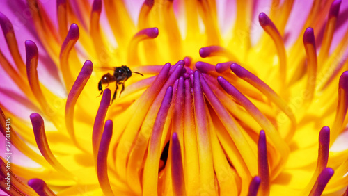 Photography Macro Shot of Bee on Vibrant Lotus Stamen - Ideal for Nature-Themed Designs, Edu