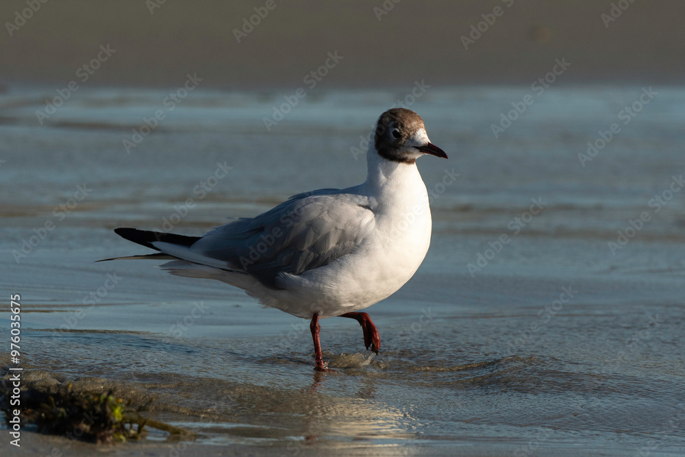 Fototapeta premium Mouette rieuse,.Chroicocephalus ridibundus, Black headed Gull