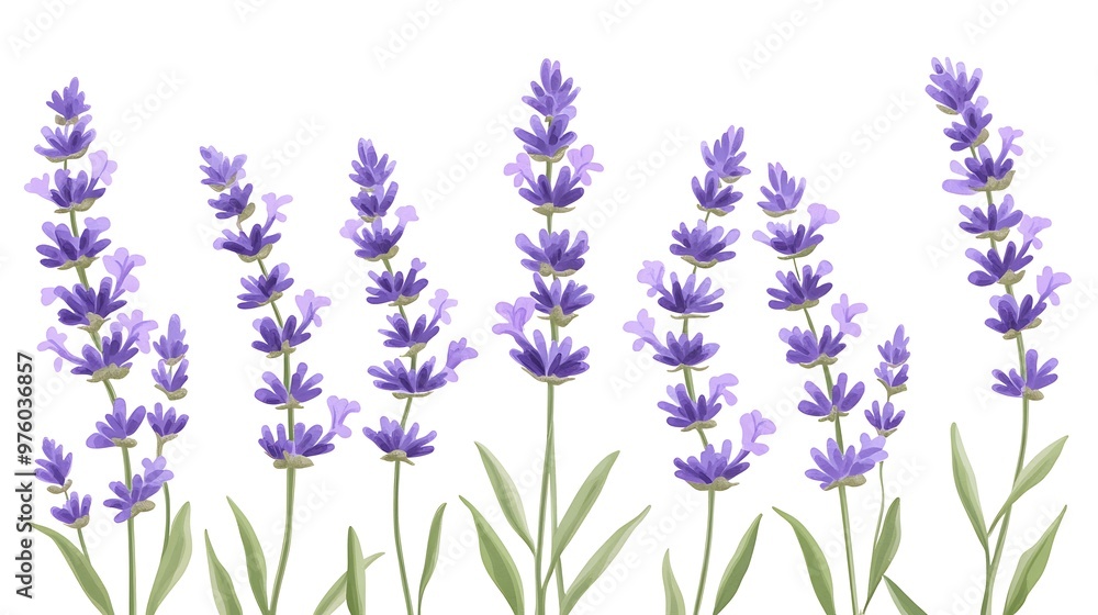 Naklejka premium Symmetrical Vector Lavender Clip Art with Clean Lines on White Background