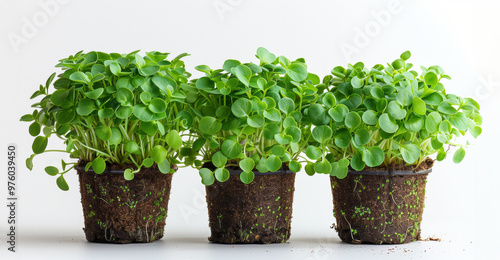 Branches of arugula microgreens on a plain white background. Organic superfood concept. Healthy lifestyle.