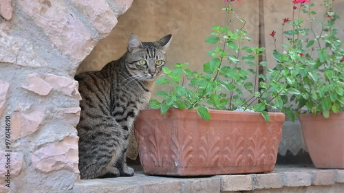 Gatto domestico osserva i passanti photo