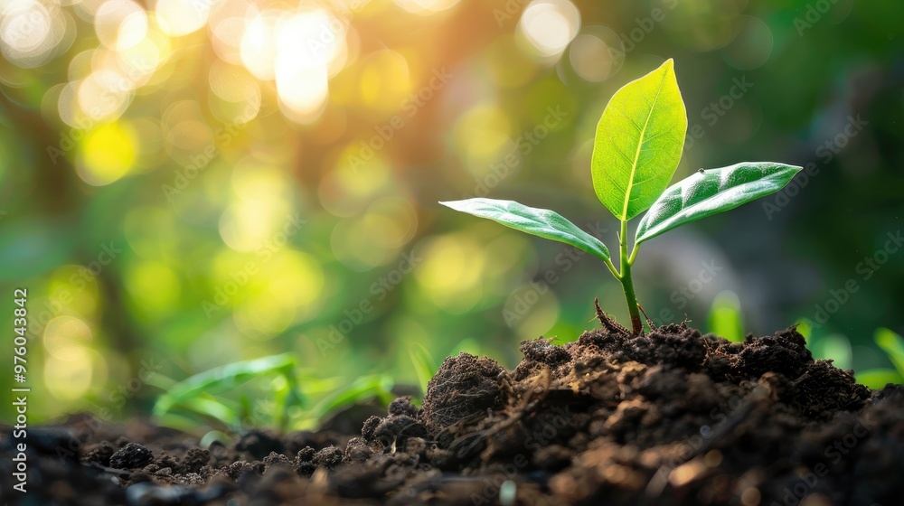 A small tree seedling emerges from the soil, symbolizing growth, sustainability, and the importance of nature and environmental conservation. A small tree seedling emerges from the soil, symbolizing growth, sustainability, and the importance of nature and environmental conservation.