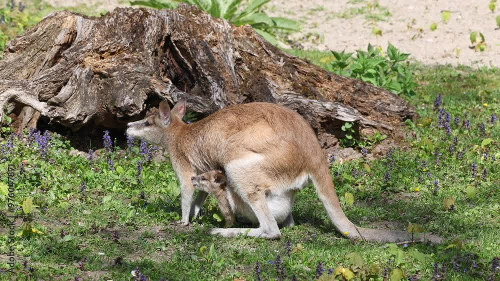 The agile wallaby mother with a little baby, Macropus agilis also known as the sandy wallaby is a species of wallaby found in northern Australia and New Guinea. The agile wallaby mother with a little baby, Macropus agilis also known as the sandy wallaby is a species of wallaby found in northern Australia and New Guinea.