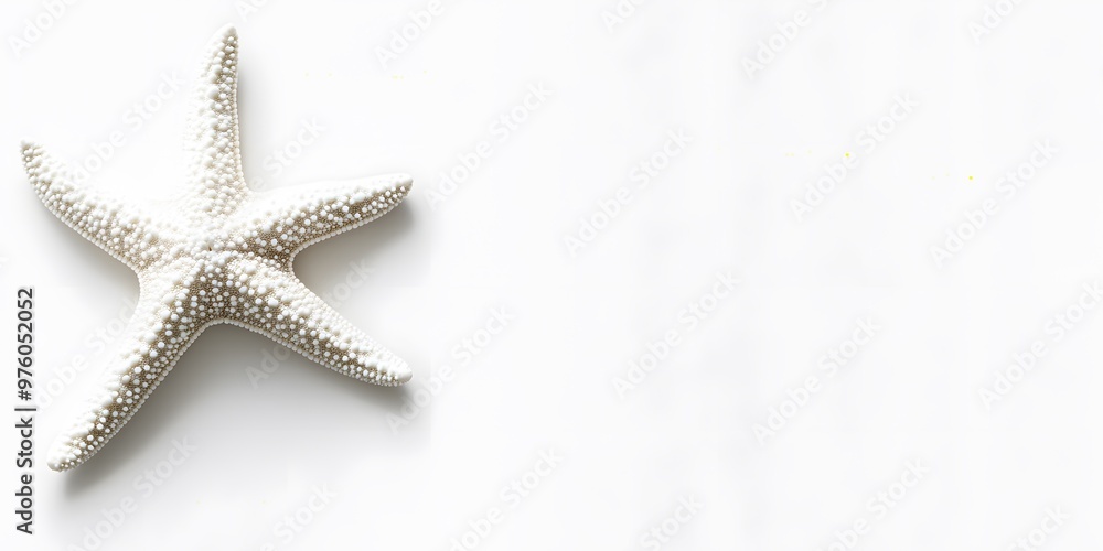 starfish on white background starfish on white background