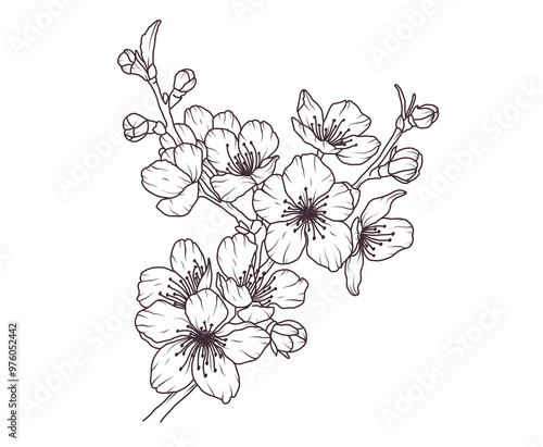 Cherry blossom japanese twigs line art. Sakura flower branch hand drawn black floral sketch. Spring botanical petal, leaves. Bloom asian plant vector illustration in outline style