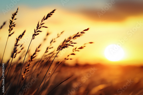 Sunset Grass