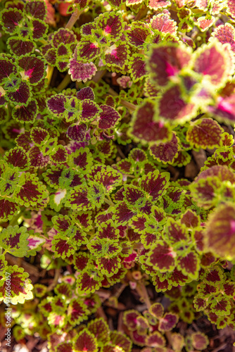 red and green leaves