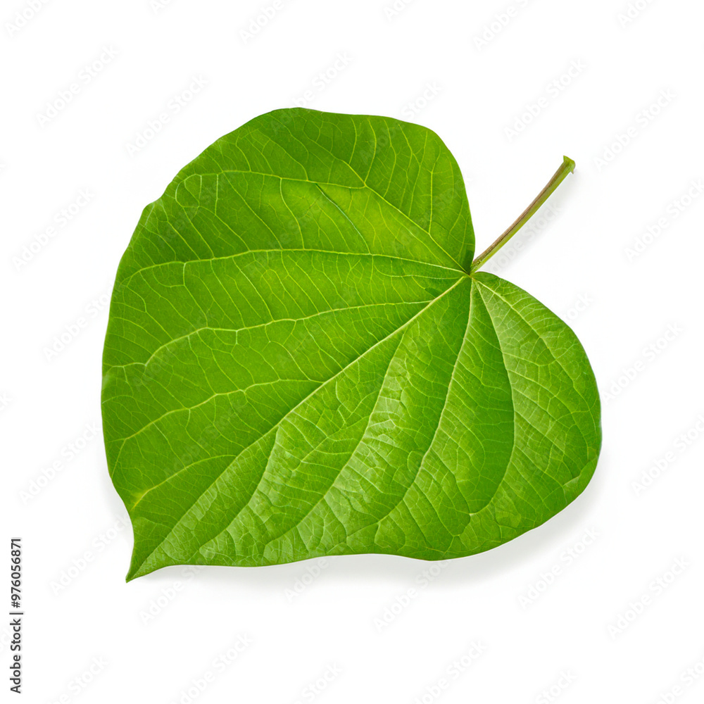 Obraz premium green leaf isolated on white