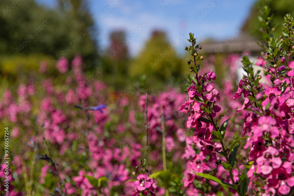Obraz premium field of flowers