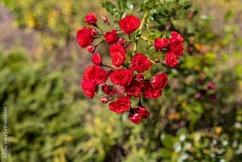 Tiny roses