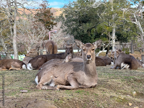 奈良公園の鹿