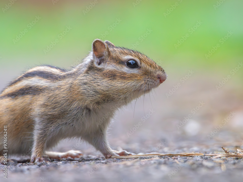 Chipmunk, profile portrait close-up outdoors Chipmunk, profile portrait close-up outdoors